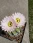 Preview: Acanthocalycium spiniflorum